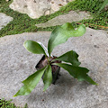 Platycerium Hillii - Pumila (Kew Gardens)